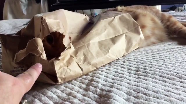 Ne jamais trop troller son chat