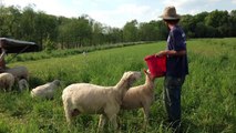 Farmer Matt feeds the sheep! 9 newborn lambs and counting!