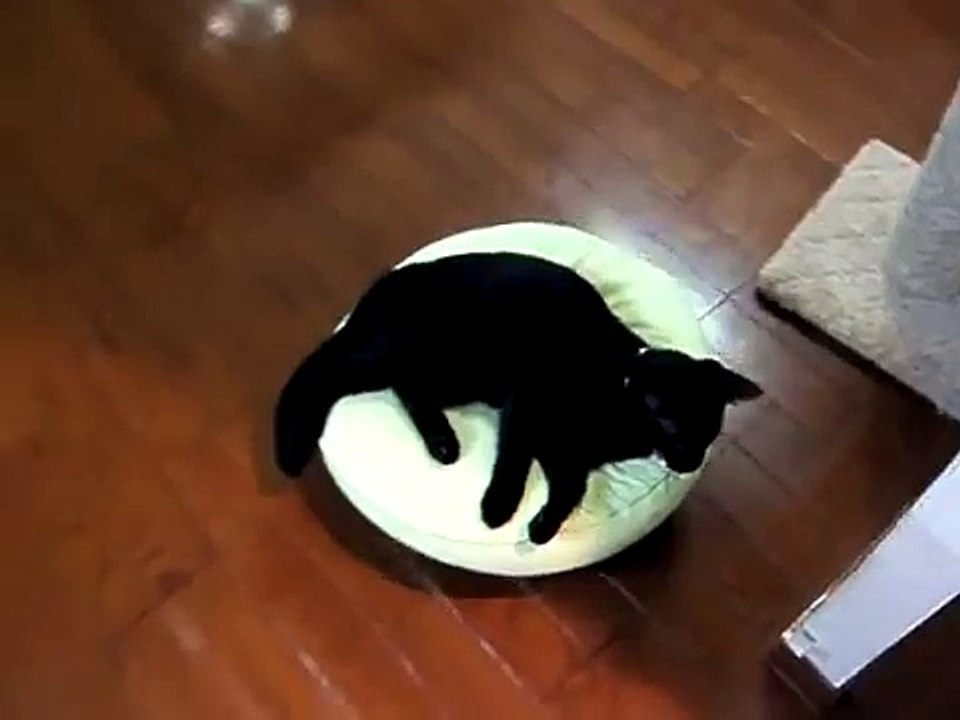 Kitten Rides the Roomba