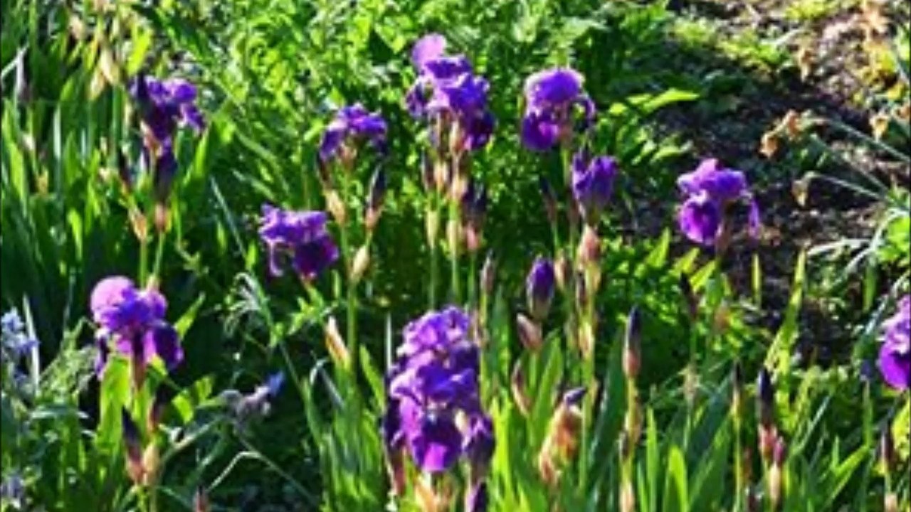 mon jardin