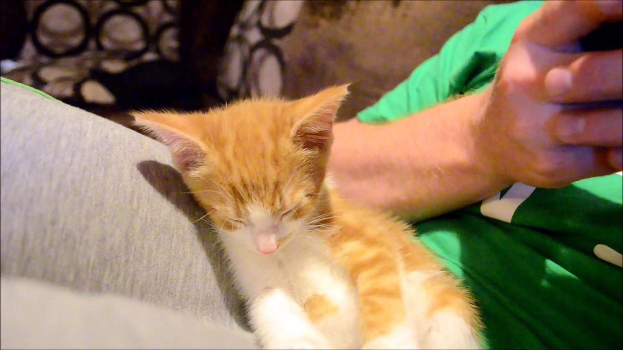 Sleepiest kitten ever