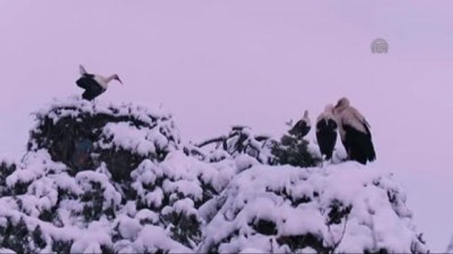 Baharı Bekleyen Leyleklere Kar Sürprizi