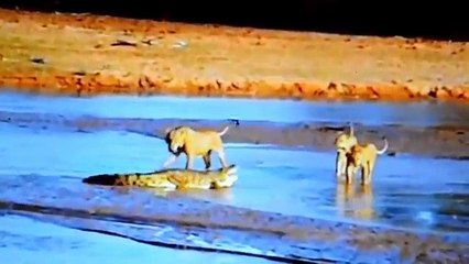 3 Lions Attack A Crocodile - (Amazing Animal Battle
