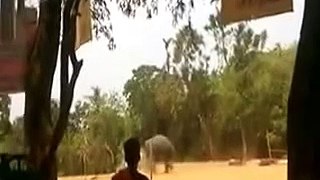 Killer elephant attack in malappuram Kilamandoor temple kerala india