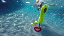 Pit Bull Border Collie mix Coco dives underwater like a mermaid for her dog toys