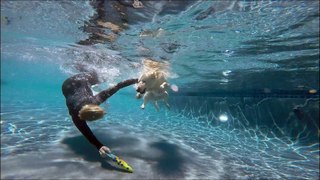 Labrador Retriever Keeper dives underwater with Mermaid Jana for her toypedo dog toy