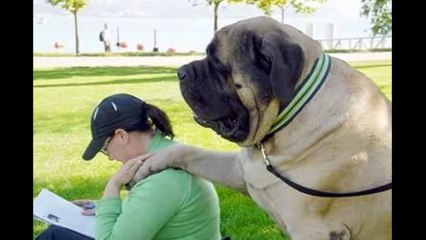 Biggest Dogs in The World   Largest Dogs   Giant Dogs 2015