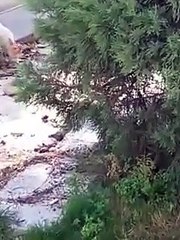 Game Boy Color Longplay [023] Tom & Jerry in Mouse Attacks!