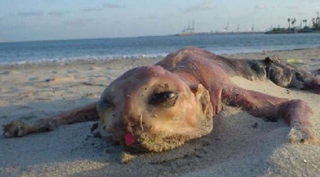 5 Penampakan mahluk aneh tapi nyata Di Dunia 2016, Peristiwa Aneh