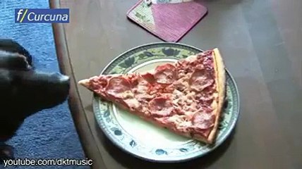 Aç hayvanların yapamayacağı şey yoktur