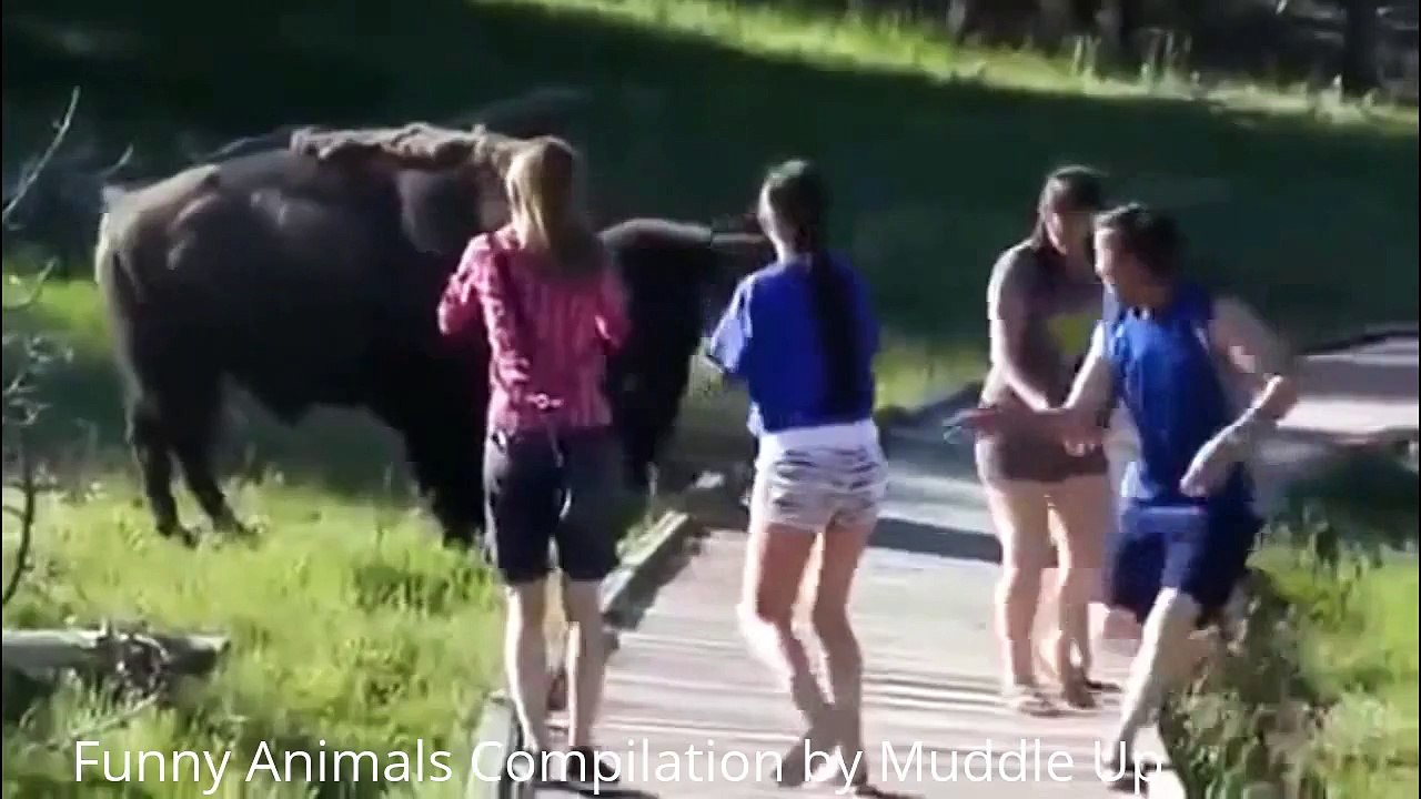 Animals screaming and making funny noises - Funny animal sound compilation PART 2
