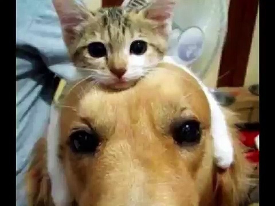 Inilah Kucing Hutan Mirip Harimau