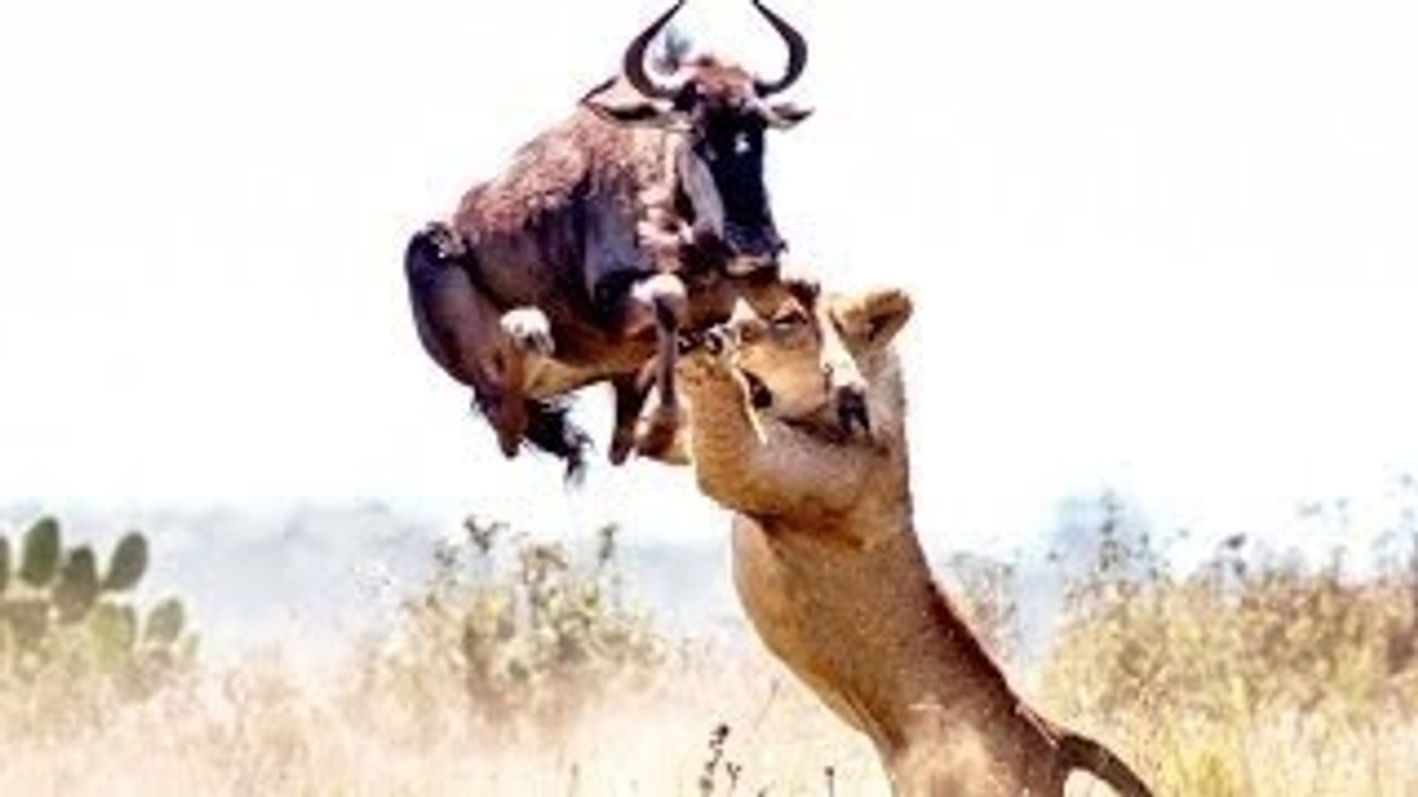 Best Lion Attack Compilation 2016 [HD]