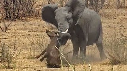 Angry elephant attacking and killing buffalo