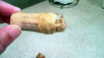 Honey Plugs on ends of wine corks (moving nuc)