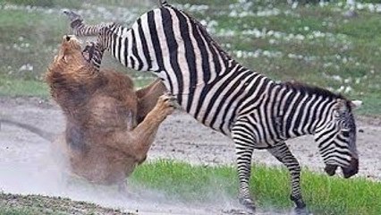 Lion injured badly with zebra's fatal kick