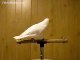 Funny White Parrot Dancing On Music | Bird Reacting on Effects
