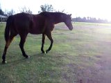 Horse for Sale - 17hh tb gelding