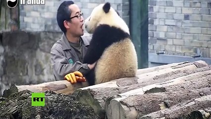 De esta manera este oso panda y su cuidador interactúan