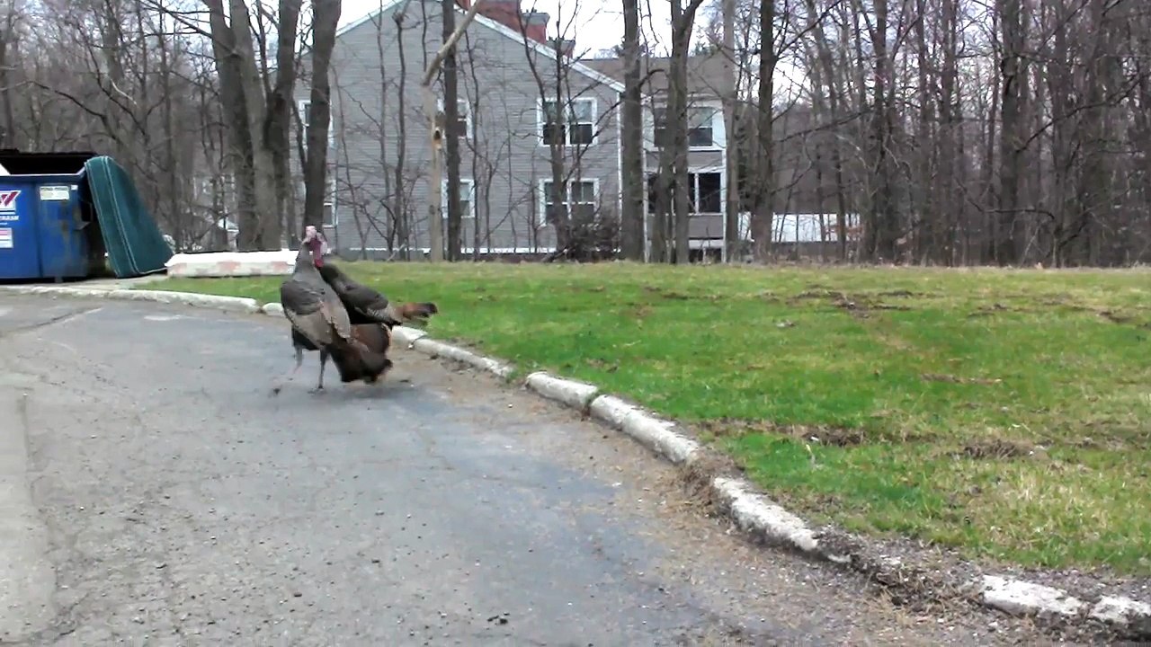 Funny Turkeys