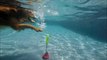 Oh No!  Watch out!  2 Golden Retrievers Campbell & Rusty dive underwater for same kong dog toy