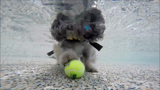 Shih Tzu Wookie dives underwater in beach entry for his kong tennis ball dog toy