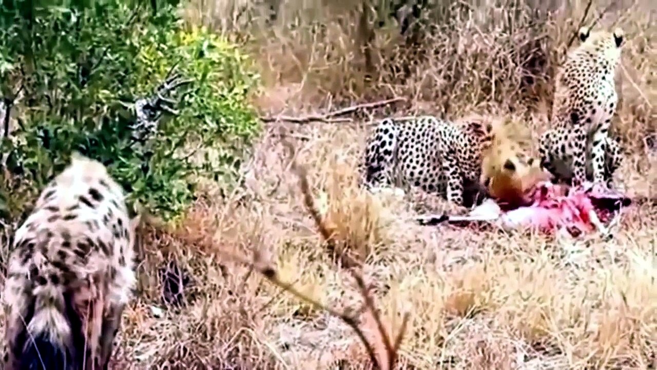 Documentary filmmaking Lion Vs Hyena_ Cheetah Vs Hyena _ Leopard vs Hyena Real F