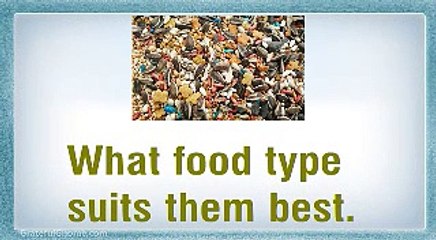 Using Transparent Bird Feeders To Attract More Wildlife