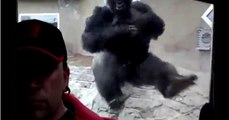 Monstrous gorilla tries to attack zoo visitor through glass