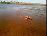 Mila Chasing birds at dog beach