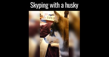 Owner Skypes With Her Husky And The Reaction Is Absolutely Golden