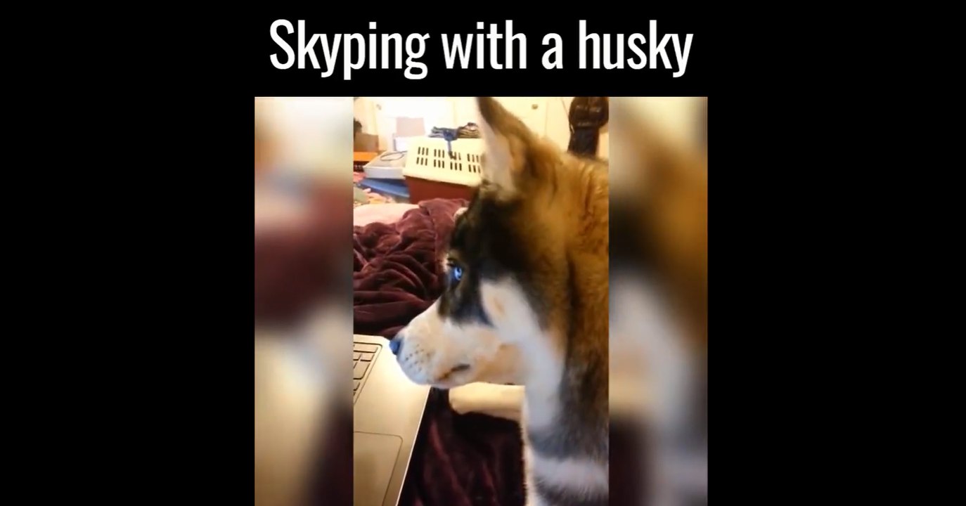 Owner Skypes With Her Husky And The Reaction Is Absolutely Golden