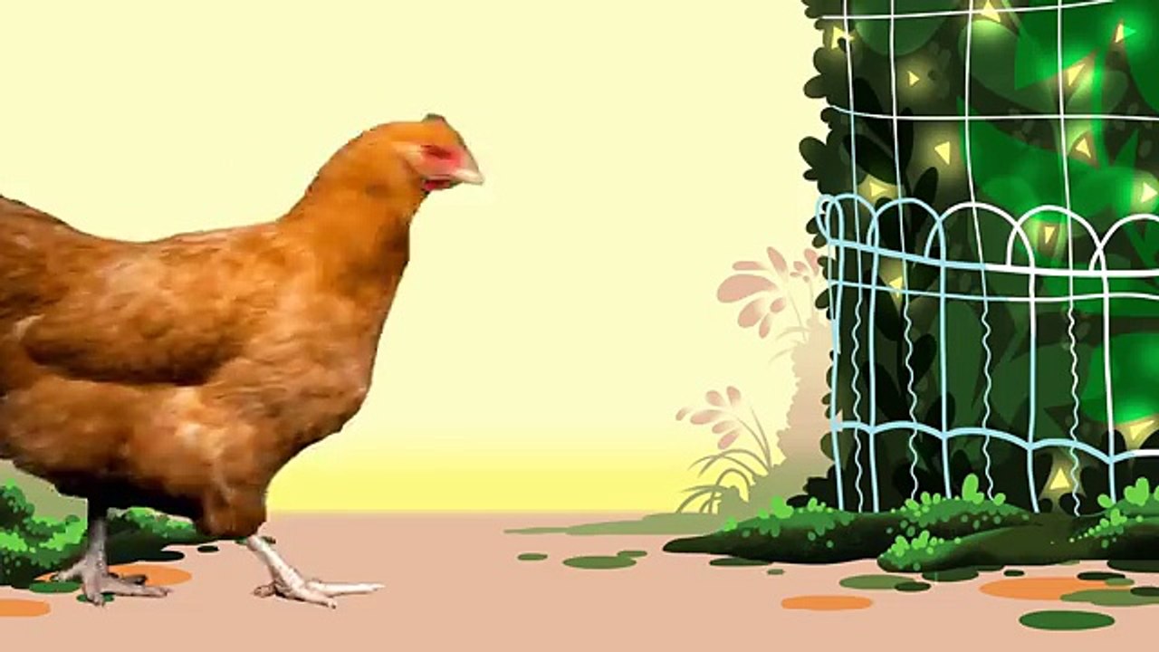 Animal Songs Chicken Bop,  by Hello Channel