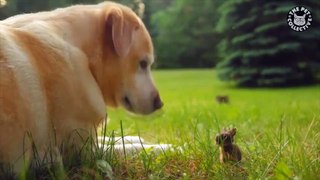 Unlikely Pet Pals || Funny Pet Compilation