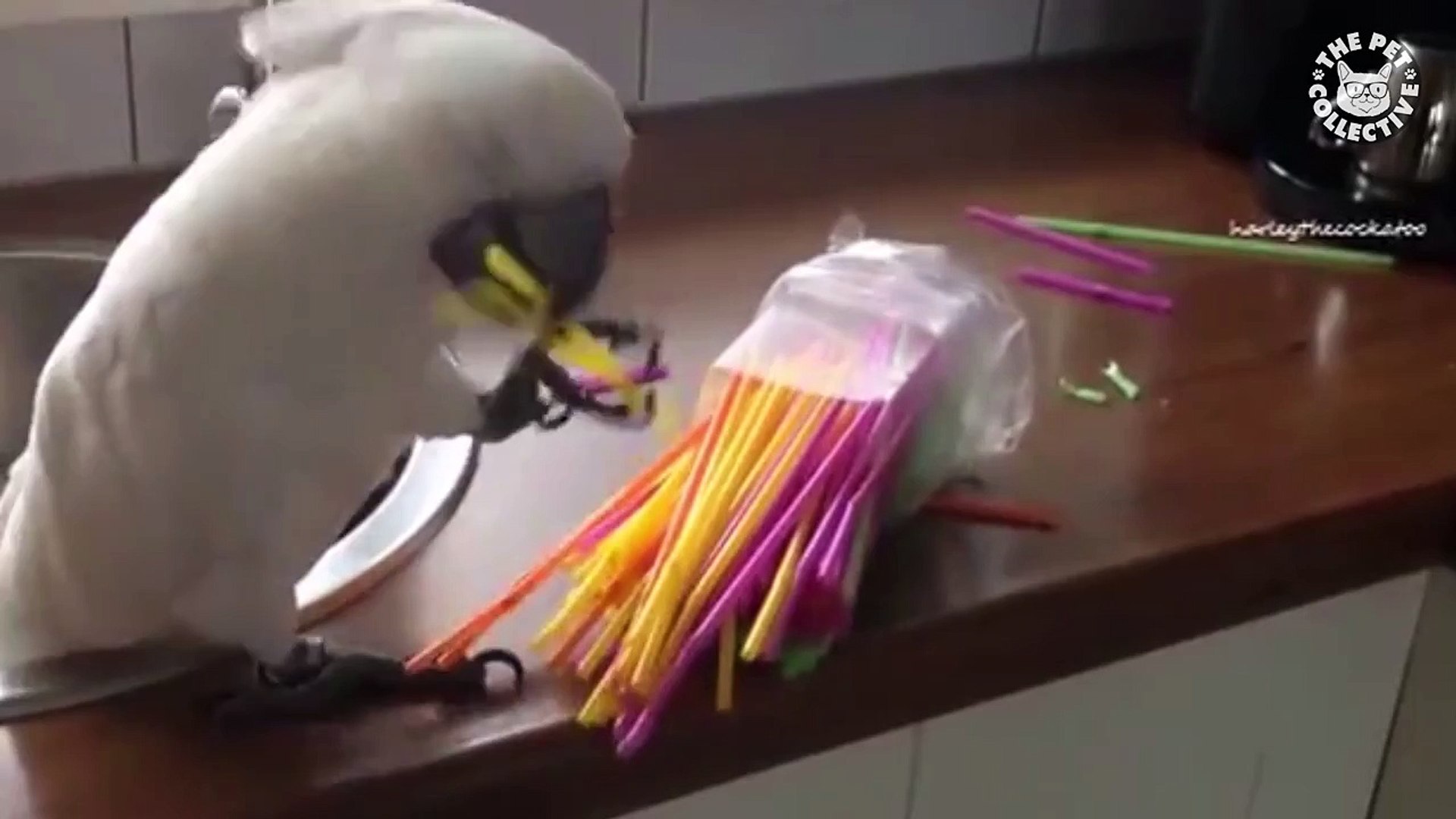 ⁣Strong Independent Pets || Awesome Pet Compilation