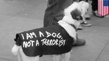 Feds mistake 9-year-old service dog named Dash for ISIS terrorist
