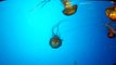 Sea Nettle Jellyfish Steinhart Aquarium California Academy of Sciences San Francisco May 2012