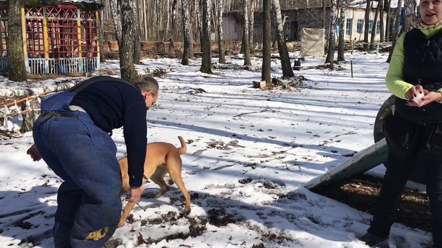 Ербол 7,5 месяцев занятия по программе Mondioring