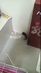 Chuột Hamster giả vờ chết gây sốt