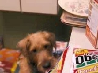 Firehouse Dog UK Trailer