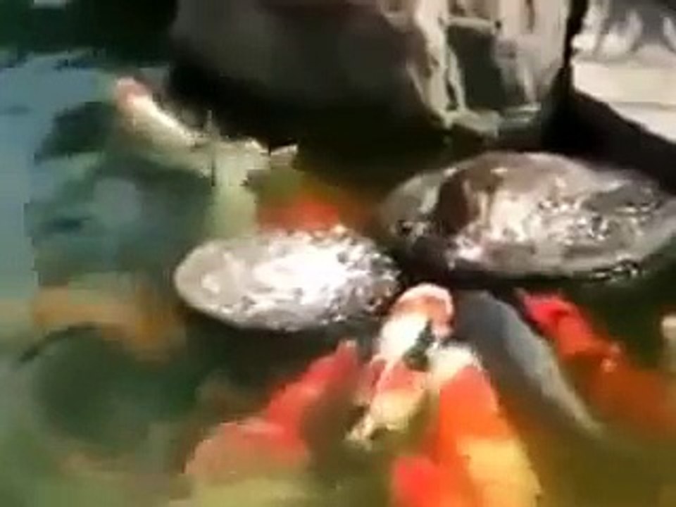 Утка кормилица