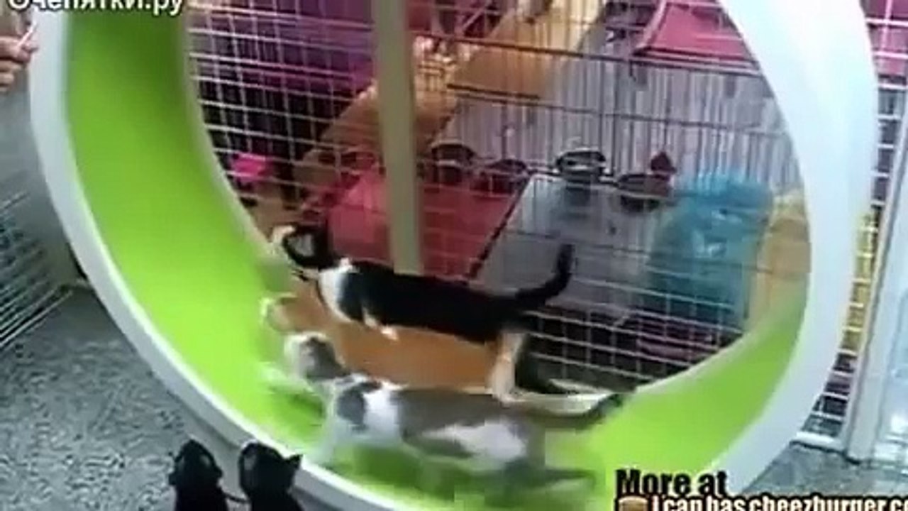 Хомякоподобные кошки