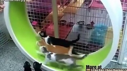 Хомякоподобные кошки