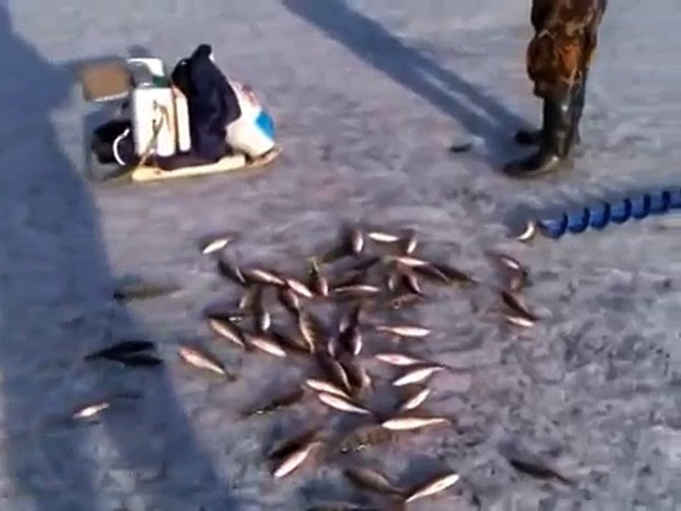 Хорошо клювало