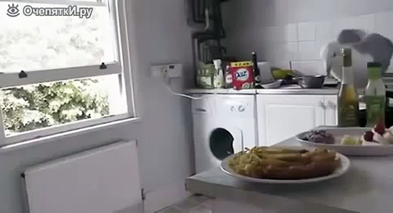 ЧАЙКА воровка!