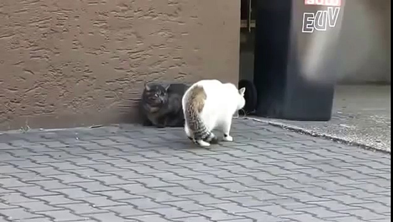 чёрный против белого!