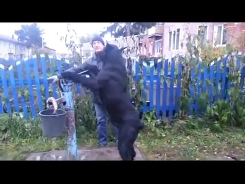 Я себе тоже хочу такого помощника