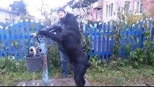 Я себе тоже хочу такого помощника