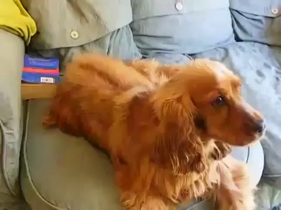 Funny Cocker Spaniel