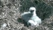 Deux bébé aigles d'amériques naissent dans un parc à Washington
